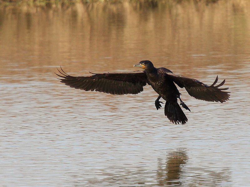 Cormorano